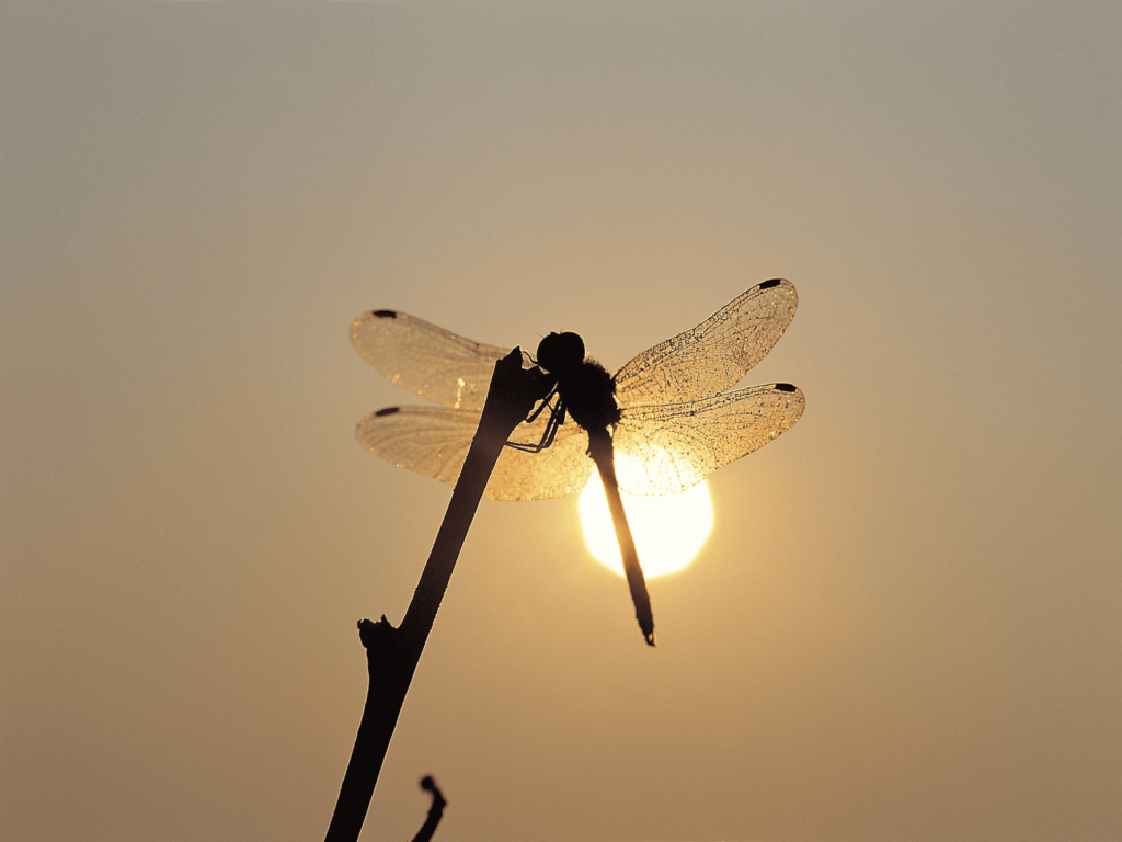 トンボと夕日